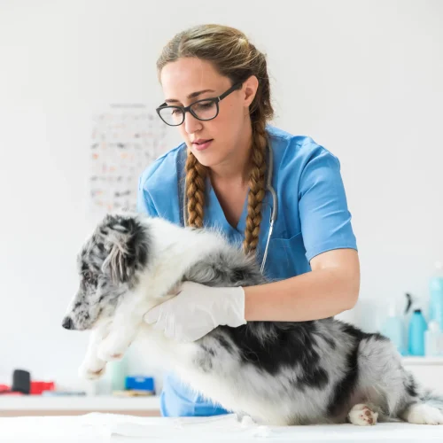 portrait-female-veterinarian-examining-sick-dog-lying-table-clinic
